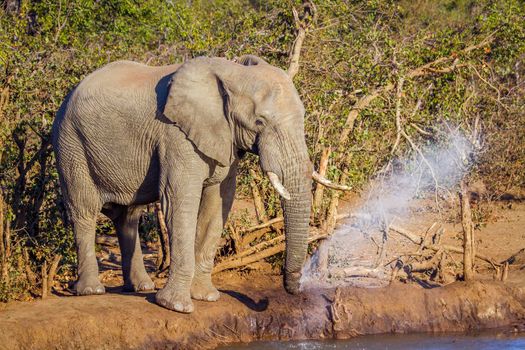 Specie Loxodonta africana family of Elephantidae