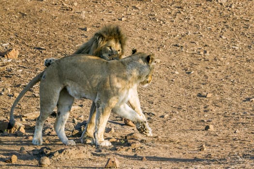 Specie Panthera leo family of felidae