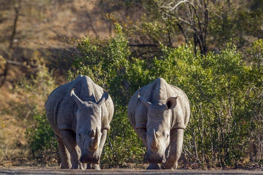 Specie Ceratotherium simum simum family of Rhinocerotidae