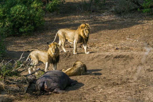Specie Panthera leo family of Felidae