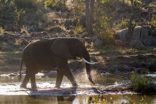 Specie Loxodonta africana family of Elephantidae