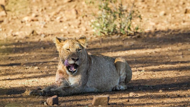 Specie Panthera leo family of felidae