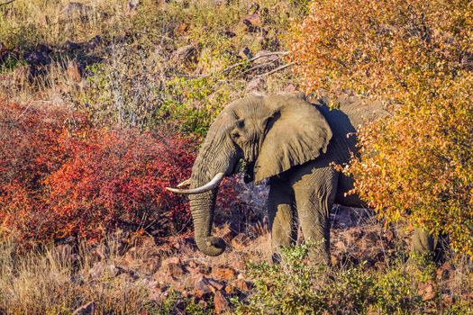 Specie Loxodonta africana family of Elephantidae