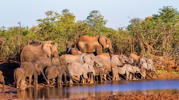 Specie Loxodonta africana family of Elephantidae