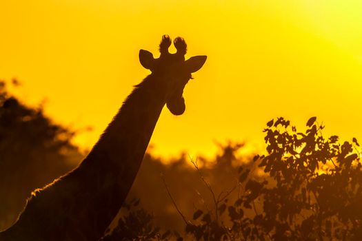 Specie Giraffa camelopardalis family of Giraffidae