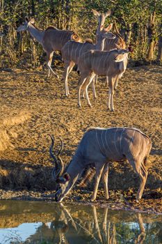 Specie Tragelaphus strepsiceros family of Bovidae