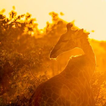 Specie Giraffa camelopardalis family of Giraffidae