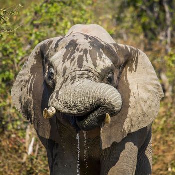 Specie Loxodonta africana family of Elephantidae