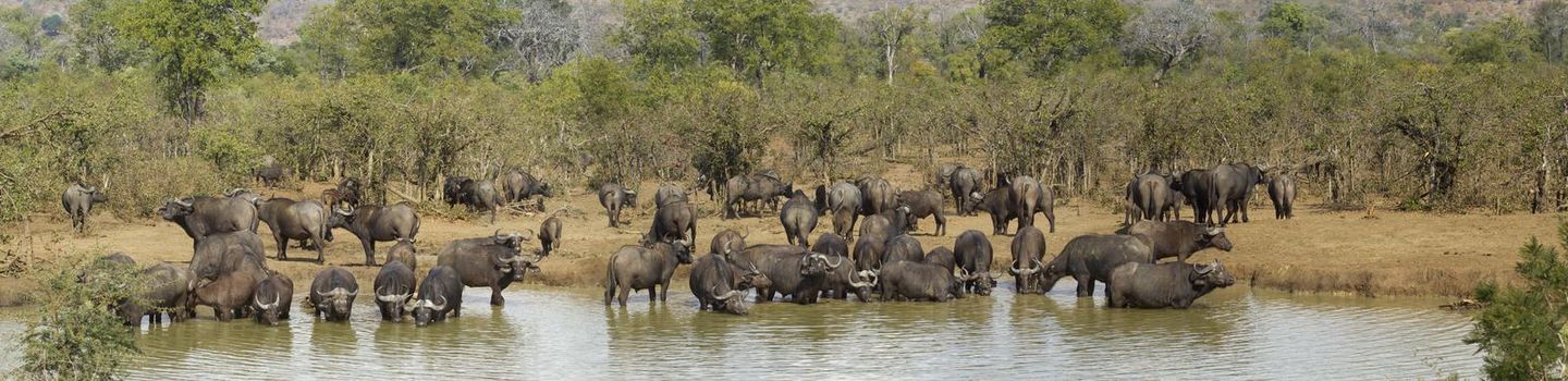 African buffalo herd,drinking in waterhole in Kruger National park, South Africa ; Specie Syncerus caffer family of Bovidae