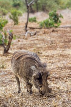 Specie Phacochoerus africanus family of Suidae