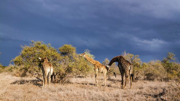 Specie Giraffa camelopardalis family of Giraffidae