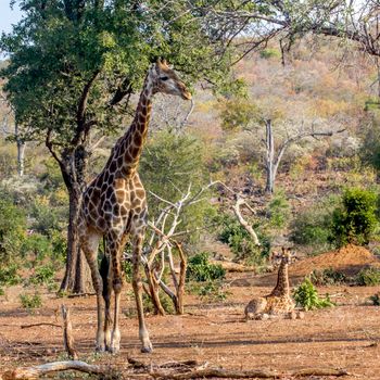 Specie Giraffa camelopardalis family of Giraffidae