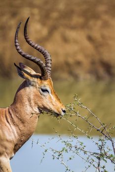 Specie Aepyceros melampus family of Bovidae