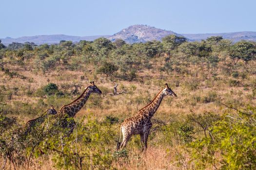 Specie Giraffa camelopardalis family of Giraffidae