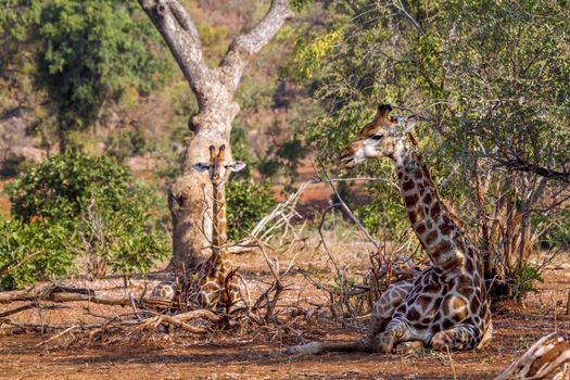 Specie Giraffa camelopardalis family of Giraffidae