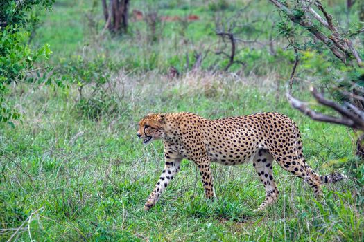 Specie Acinonyx jubatus family of felidae