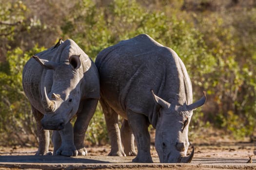 Specie Ceratotherium simum simum family of Rhinocerotidae