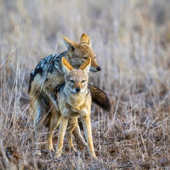 Specie Canis mesomelas family of Canidae