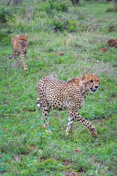 Specie Acinonyx jubatus family of felidae