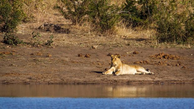 Specie Panthera leo family of Felidae