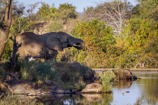 Specie Loxodonta africana family of Elephantidae