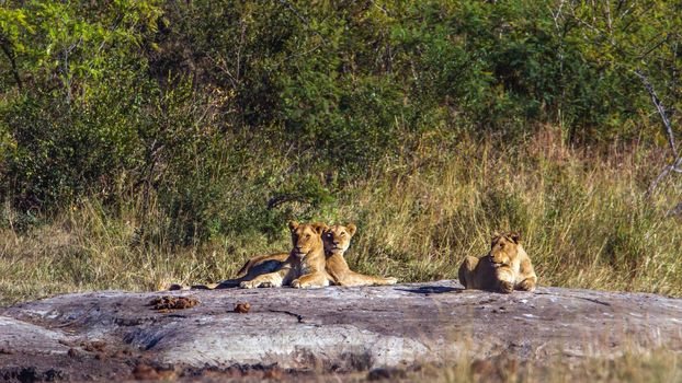 Specie Panthera leo family of Felidae