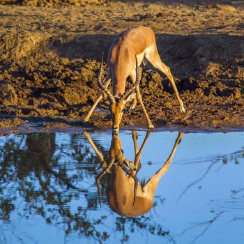 Specie Aepyceros melampus family of bovidae