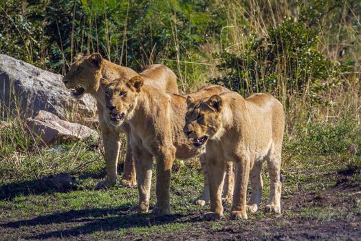 Specie Panthera leo family of Felidae