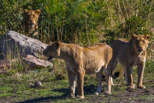 Specie Panthera leo family of Felidae