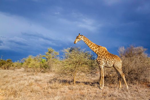 Specie Giraffa camelopardalis family of Giraffidae
