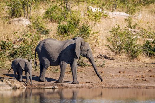 Specie Loxodonta africana family of Elephantidae