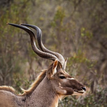 Specie Tragelaphus strepsiceros family of Bovidae