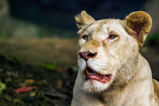 specie Panthera leo family of felidae