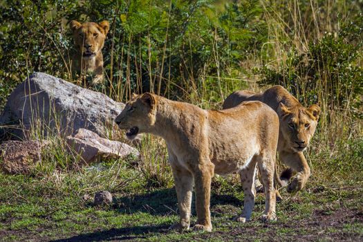 Specie Panthera leo family of Felidae