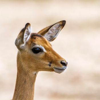 Specie Aepyceros melampus family of bovidae