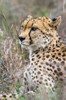 Specie Acinonyx jubatus family of felidae