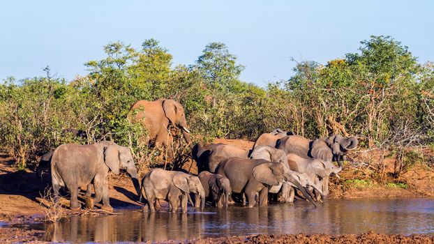 Specie Loxodonta africana family of Elephantidae