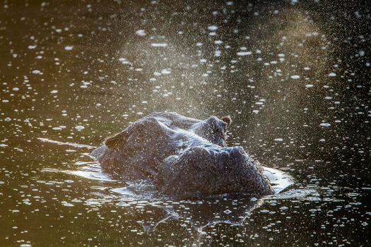 Specie Hippopotamus amphibius family of Hippopotamidae
