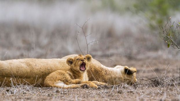 Specie Panthera leo family of felidae