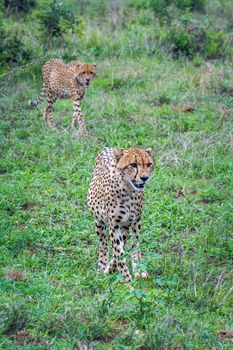 Specie Acinonyx jubatus family of felidae