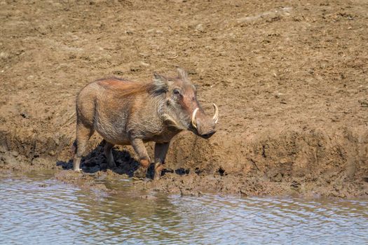 Specie Phacochoerus africanus family of Suidae