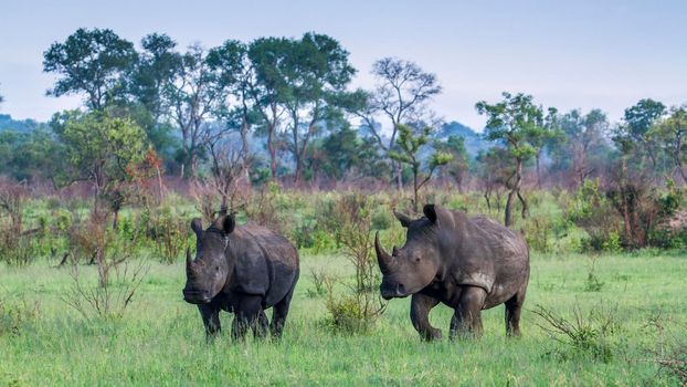 Specie Ceratotherium simum simum family of Rhinocerotidae