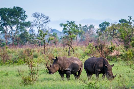 Specie Ceratotherium simum simum family of Rhinocerotidae