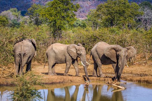 Specie Loxodonta africana family of Elephantidae