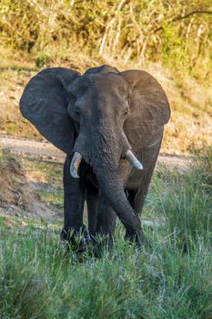 Specie Loxodonta africana family of Elephantidae