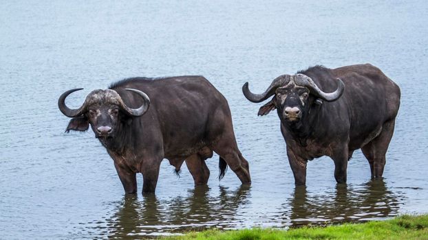 Specie Syncerus caffer family of bovidae