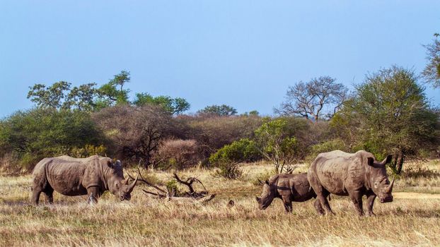 Specie Ceratotherium simum simum family of Rhinocerotidae