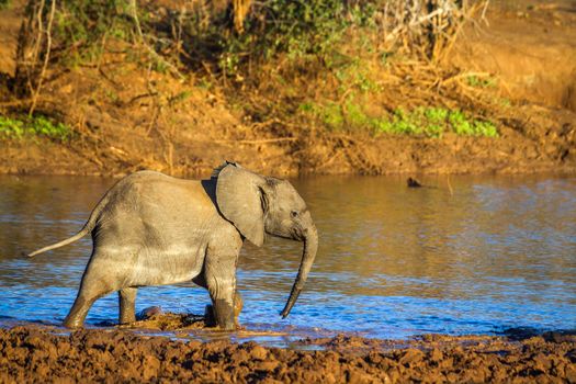 Specie Loxodonta africana family of Elephantidae
