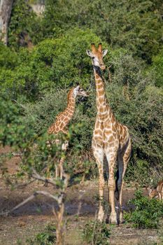 Specie Giraffa camelopardalis family of Giraffidae