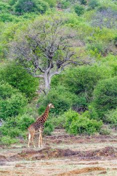 Specie Giraffa camelopardalis family of Giraffidae